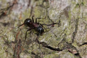 Mravenec dřevokaz (Camponotus ligniperda).JPG