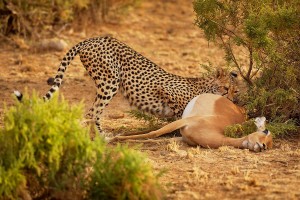Gepard - Acinonyx jubatus - Cheetah o8144a.jpg
