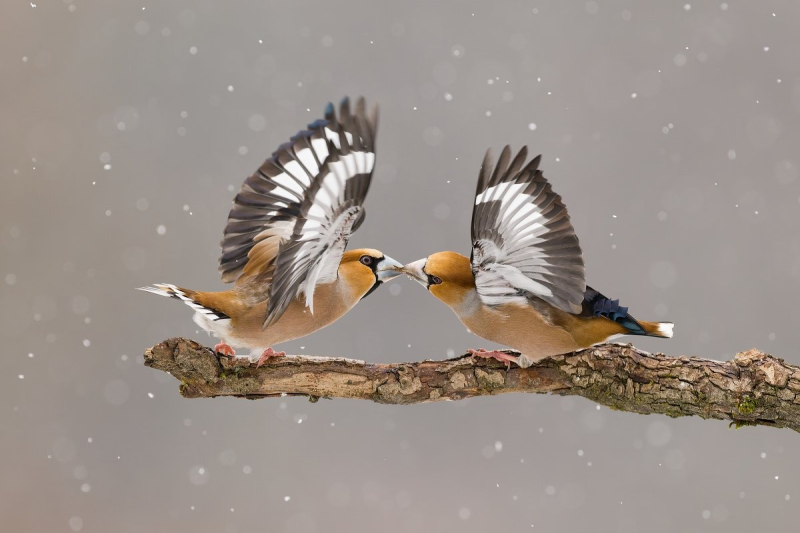 1. místo - únor 2026