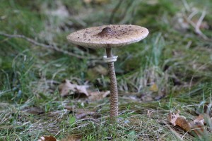 Bedla vysoká (Lepiota procera).JPG