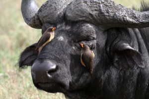 Buvol kaferský a klubáci (Masai Mara)