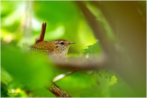 Střizlík obecný (1 von 1).jpg