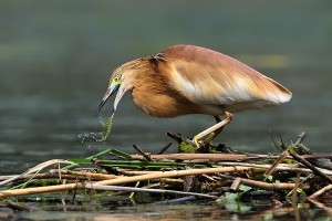 Volavka vlasata - Kreta 5972.jpg