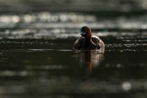Potápka malá_hnědá.jpg
