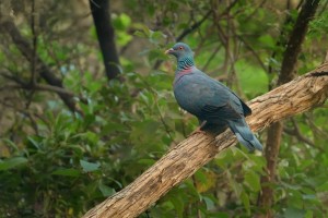 Holub kanarsky - Columba bollii - Bolle's Pigeon 3672.jpg