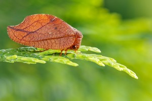 Drepanepteryx phalaenoides