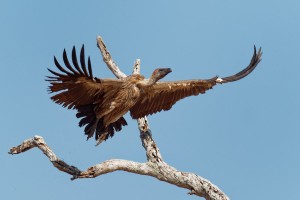 Sup africky - Gyps africanus - White-backed Vulture o5206.jpg
