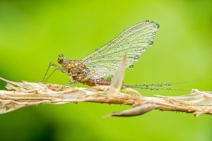 IMG_7303 1200 x 800 kompr.jpg