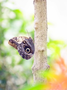 morpho sp. 23.2.2022 panajachel, guata (macro apo lanthar 125).jpg