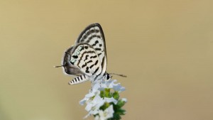 tarucus balcanicus 17.6.2022 goychay, az (macro apo lanthar 125).jpg