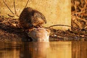 P1008801-Edit kopie.jpg