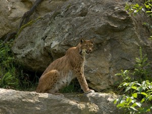 NP Bavorský les-Rys ostrovid.jpg