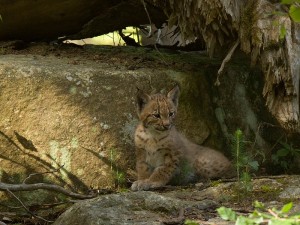 NP Bavorský les-Rys ostrovid 2.jpg