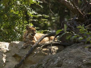 NP Bavorský les-Rys ostrovid 3.jpg