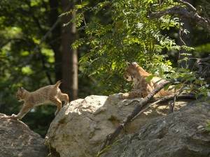 NP Bavorský les-Rys ostrovid 4.jpg